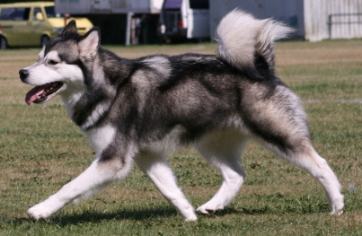 PACKICE - Siberian Huskies & Alaskan Malamutes